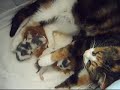 Charlie + kittens