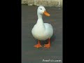 Best Video in The Universe!!!