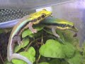phelsuma klemeri phelsuma klemeri