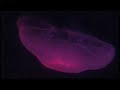seagulls view (LIVE) - solaris hour