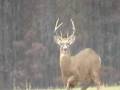 videos de BUCK AND DOE IN OHIO.mpg