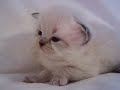 Search Video