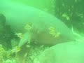 SCUBA Diving at Bonneville Seabase, Part 1 SCUBA Diving at Bonneville Seabase, Part 1