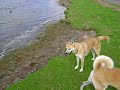 Akita\