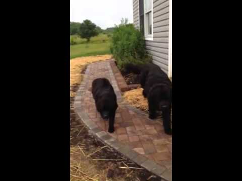 Large dog is Dad of black pup for sale