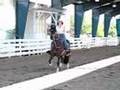 Peruvian Paso Test Ride