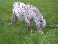 PikkuG ja Nala PikkuG ja Nala