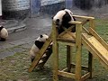 panda-cubs-on-a-slide.html