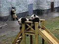 Panda Cubs On A Slide
