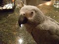 See Video