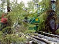 Gallring i 30 �rigt asp/gran best�nd