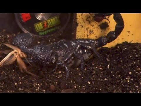how to care for a emperor scorpion