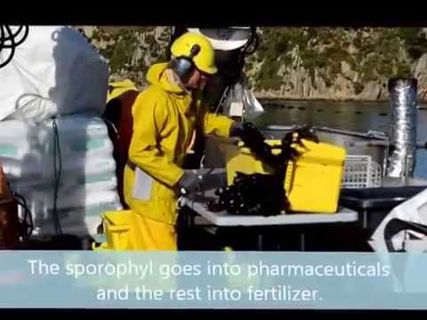 how to fertilize new zealand flax