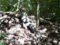 Hungry Goanna Hungry Goanna