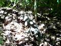 Hungry Goanna