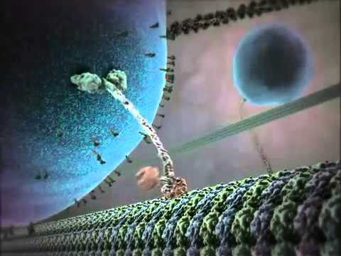 Imagen de previsualización de YouTube