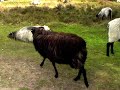 Einschlafschwierigkeiten? Heidschnucken zählen am Wilseder Berg