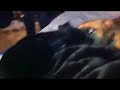 Dexter vs Tika, Pitbull vs Min Pin (very cute)