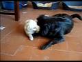 Draco y Gala