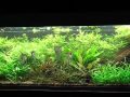 Pterophyllum scalare en acuario plantado Pterophyllum scalare en acuario plantado