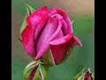 ♫♫♪♪ ♥♥♥JAMAIS A ESQUECEREI  ♥♥♥♪&