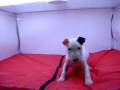 videos de Bullterrier Macho COV REF: 106