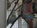 Budgie Grobi arrives at his new home - Part 2