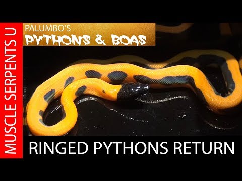 YouTube reptile video