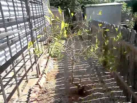 how to replant orange tree