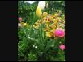 Toowoomba Flowers 2008