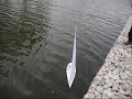 seawind Portugal kyosho