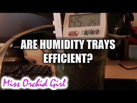 how to provide humidity for plants