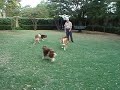 movie of dogs