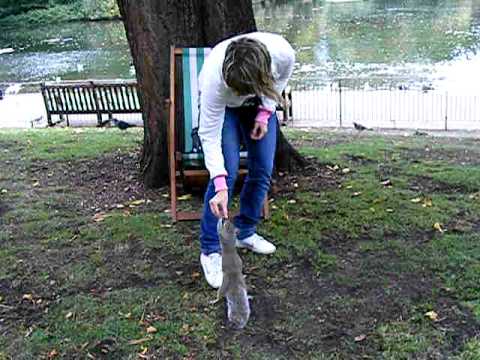 London mókusai @ St'James Park megharapta az ujjam