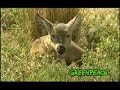 Greenpeace apoya Campaña Patagonia sin Represas Greenpeace apoya Campaña Patagonia sin Represas