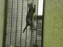 Spider Cat