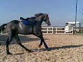 jasper, Good lunge