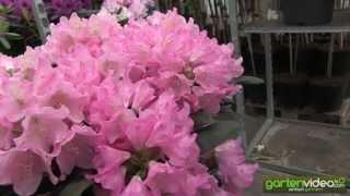 #1089 Rhododendron yakushimanum Kalinka