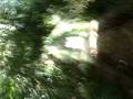 videos de persecucion en el bosque de los caramelos