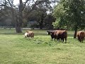 pig sex