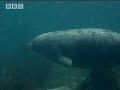 How marine mammals survive underwater life - BBC wildlife How marine mammals survive underwater life - BBC wildlife