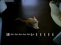 ぽんちゃん　鳴く。鳴く。鳴く。