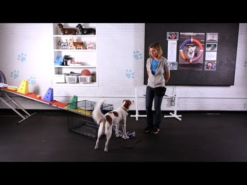 how to train a puppy to go to the door