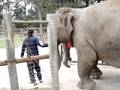 sharima  y arli elefantas del zoo lujan...