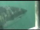 Great White Sharks of Gansbaai