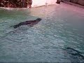 Pool Party Zoo