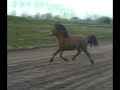 Thor fr� Spor