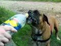 
¡Ese perro sangriento!!!