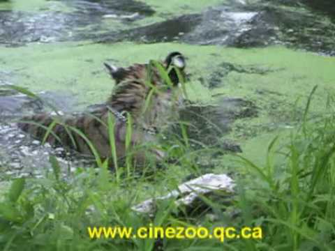 Tiger versus dog (www.cinezoo.qc.ca)
