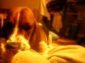 2009-01-06 | Basset Hound ~ Acting too cute!!! Take a look! ~> This is my basset hound lucky, and she is adorable i had to show her to everybody, ENJOY! SUBSCRIBE, rATE, AND COMMENT,i ... (02:34)